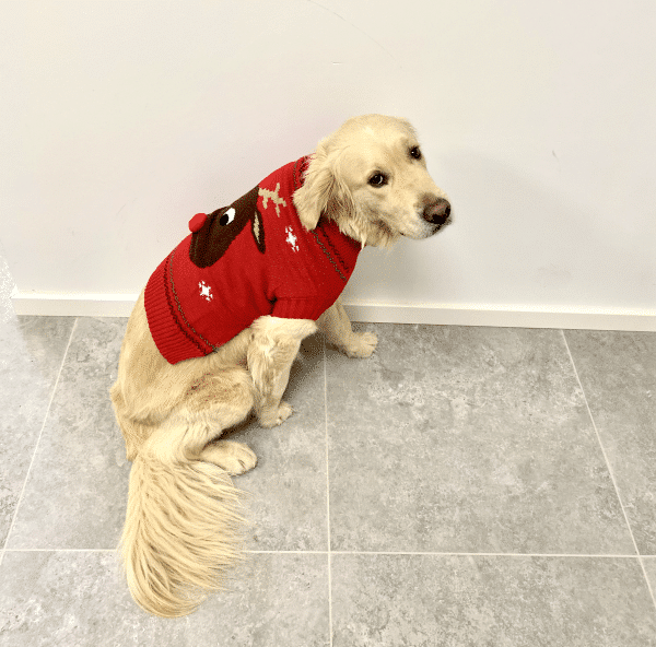 Hundens Julesweater - Rød med 3D