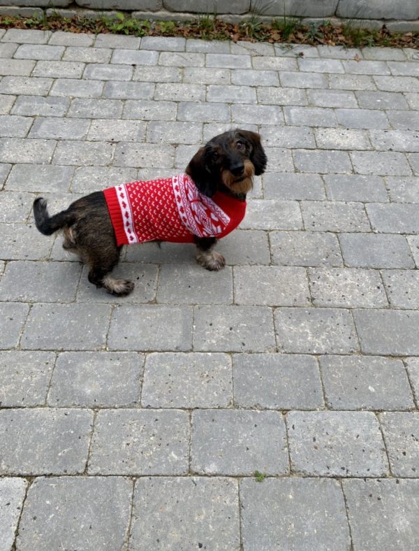 Hundens Julesweater rød nordisk